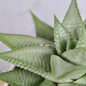 haworthia-limifolia-spider-white-rastlinkovo