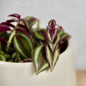 tradescantia-purple-passion-rastlinkovo