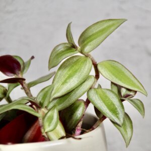 tradescantia-zebra-rastlinkovo