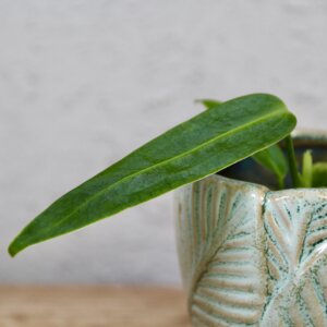 anthurium-warocqueanum-rastlinkovo