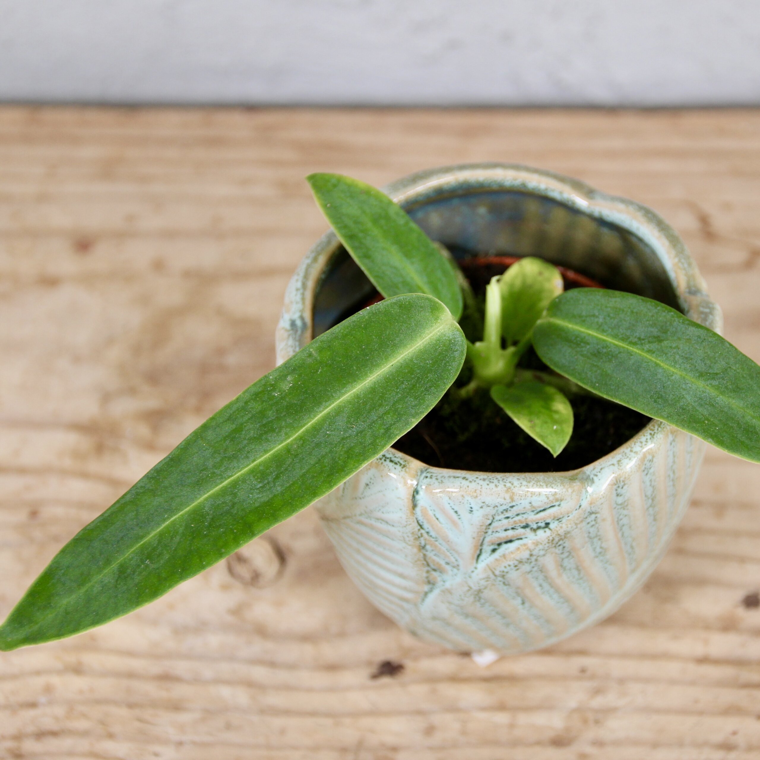 anthurium-warocqueanum-rastlinkovo