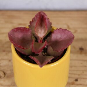 kalanchoe-pinatum-rastlinkovo