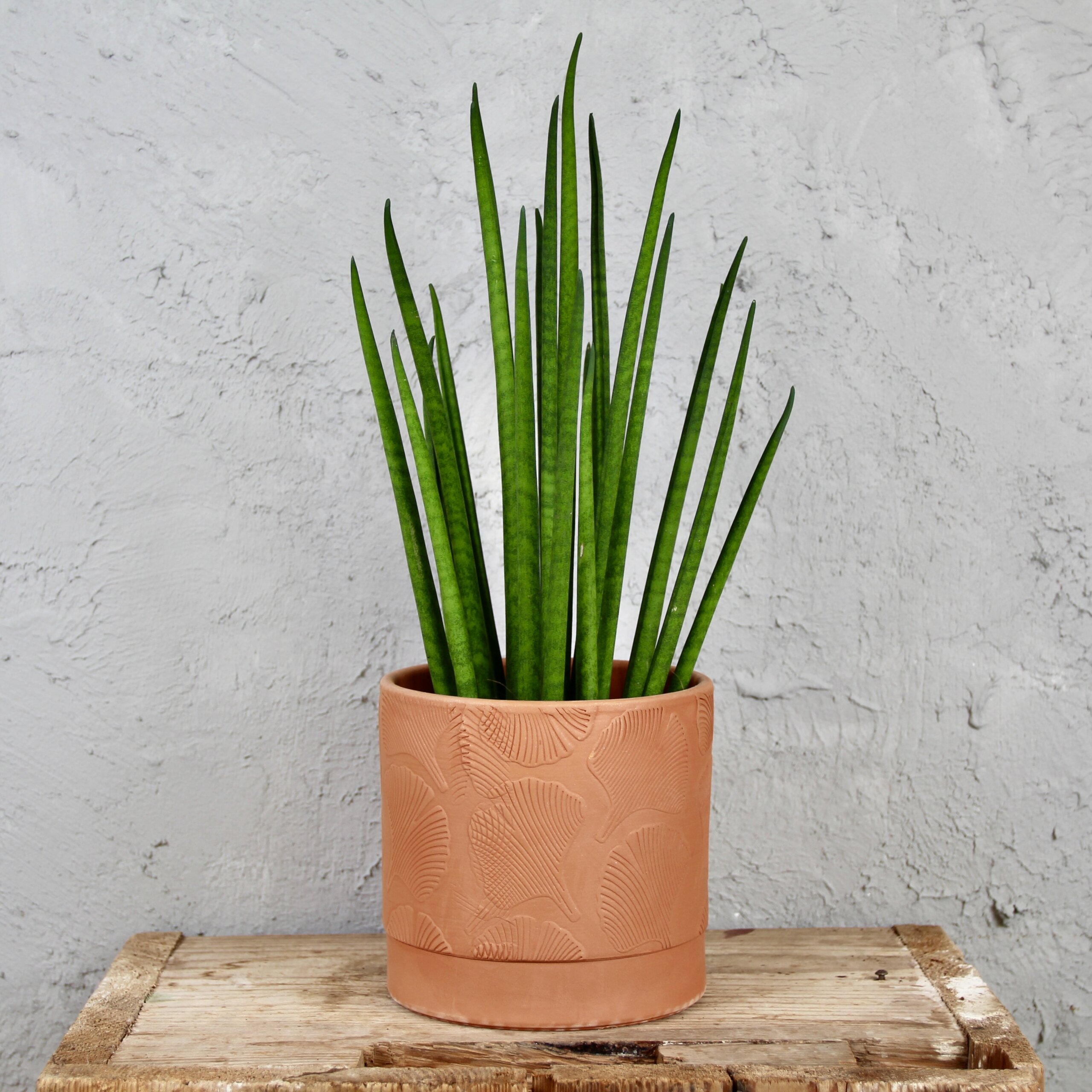 sansevieria-mikado-rastlinkovo