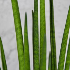 sansevieria-mikado-rastlinkovo