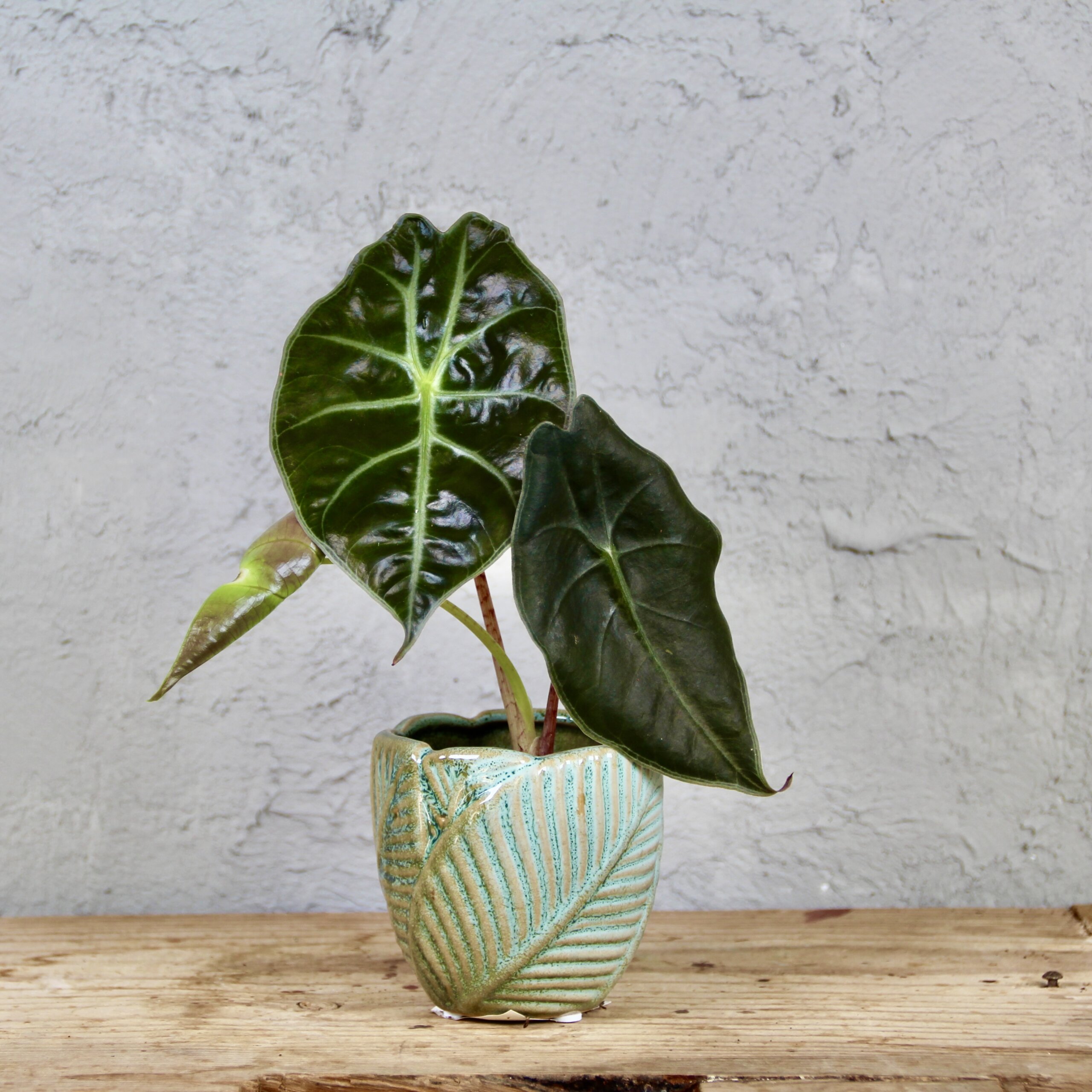 alocasia-golden-bone-rastlinkovo