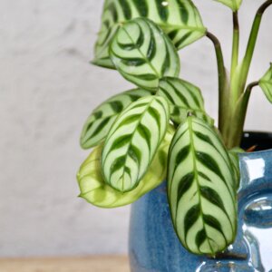 calathea-burle-marxii-rastlinkovo