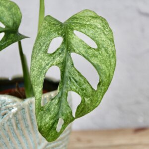 monstera-adansonii-mint-rastlinkovo