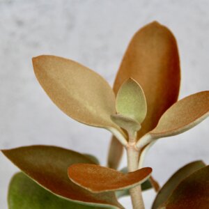 kalanchoe-orygalis-rastlinkovo