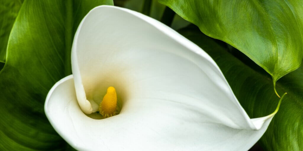 zantedeschia-kornutovka-rastlinkovo