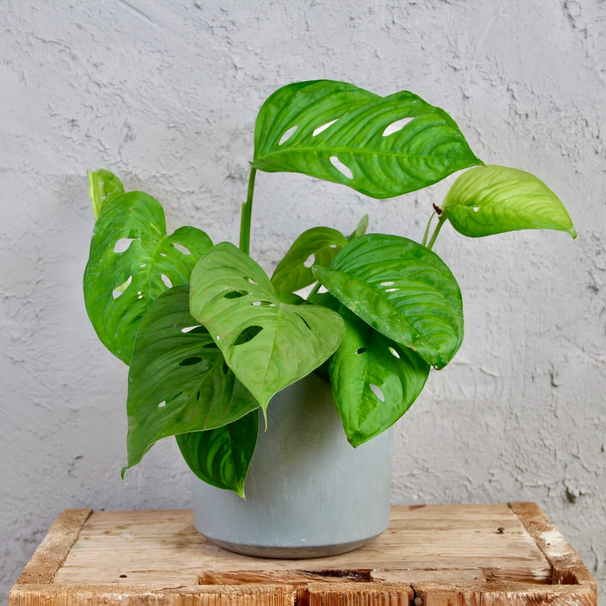 monstera-acuminata-rastlinkovo