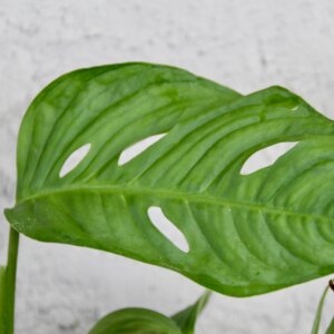 monstera-acuminata-rastlinkovo