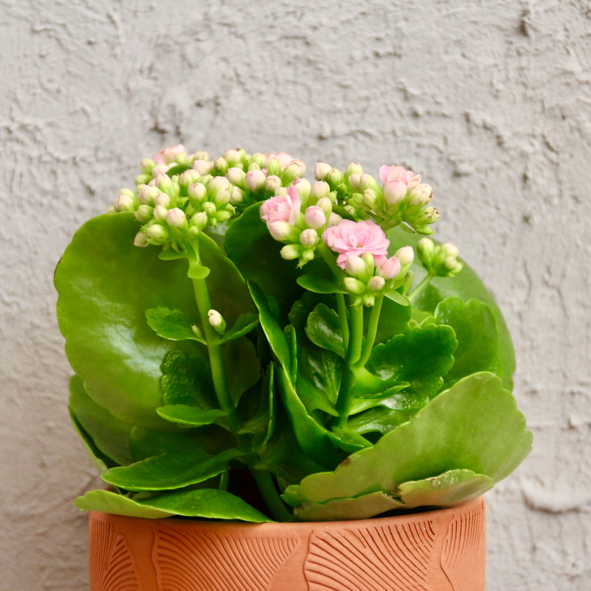 kalanchoe-grandiva-bledo-ruzove-rastlinkovo