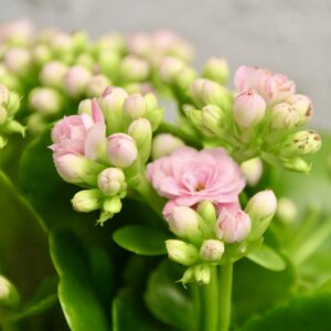 kalanchoe-grandiva-bledo-ruzove-rastlinkovo