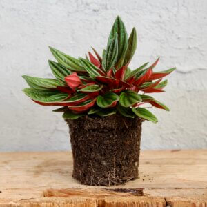 peperomia-ceparata-rosso-rastlinkovo