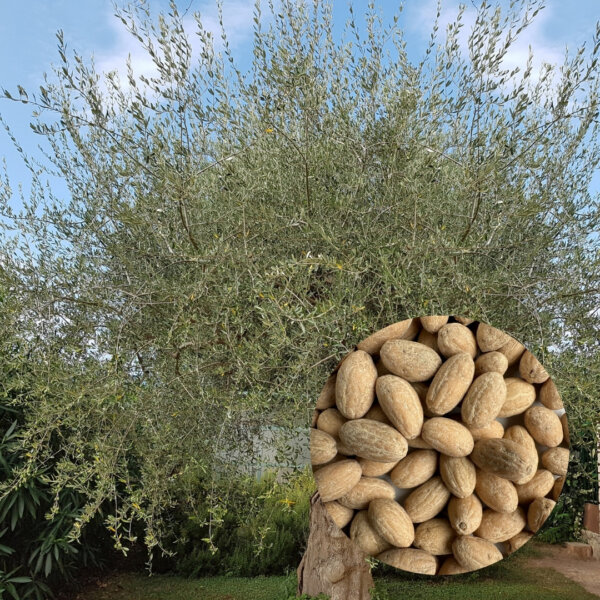 olea-europaea-olivovnik-oliva-rastlinkovo