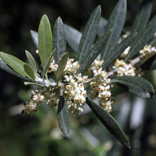 olea-europaea-olivovnik-oliva-rastlinkovo