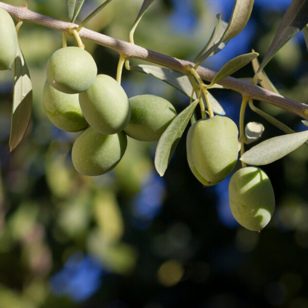 olea-europaea-olivovnik-oliva-rastlinkovo