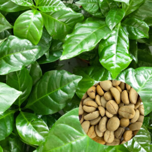 coffea-arabica-kava-semena-rastlinkovo