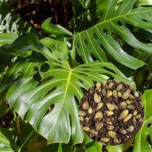 monstera-deliciosa-semena-rastlinkovo