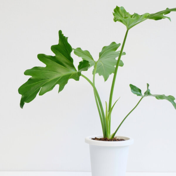 philodendron-selloum-rastlinkovo