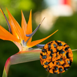 strelitzia-reginae-strelicia-semena-rastlinkovo