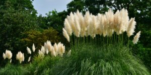 Pampová tráva (Cortaderia selloana) s vysokými, nadýchanými bielymi súkvetiami v záhradnej výsadbe.