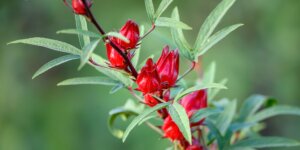 stiav-kysly-rumex-acetosa-rastlinkovo