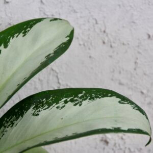 aglaonema-silver-bay-rastlinkovo