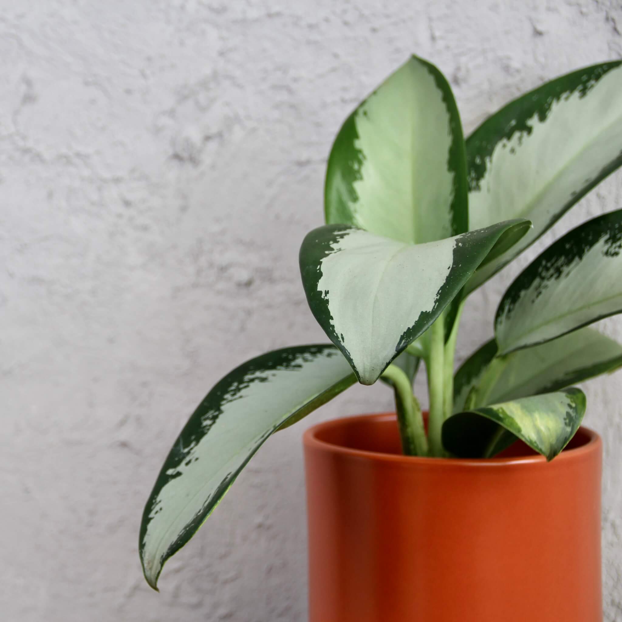 aglaonema-silver-bay-rastlinkovo