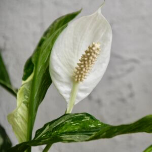 spathiphyllum-wallisii-diamond-variegata-rastlinkovo